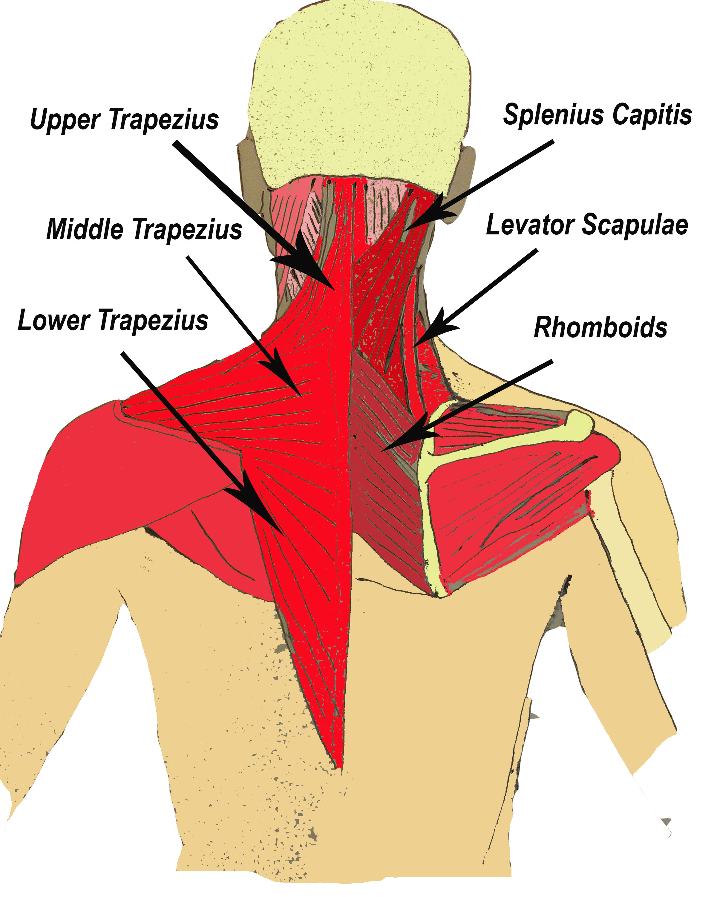 Trapezius muscle pain & trigger points