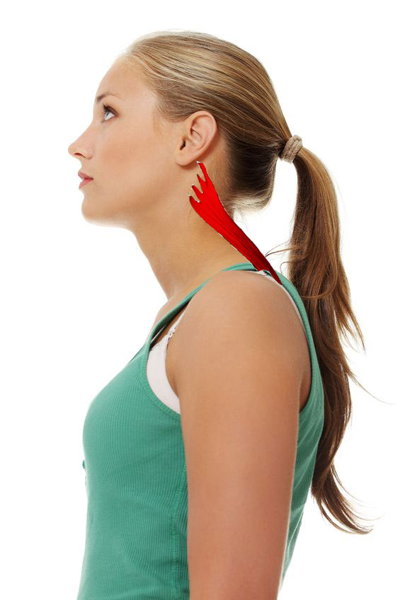 The 6 Best Muscles to Self Massage for Instant Relief of Neck and Upper  Back Tension