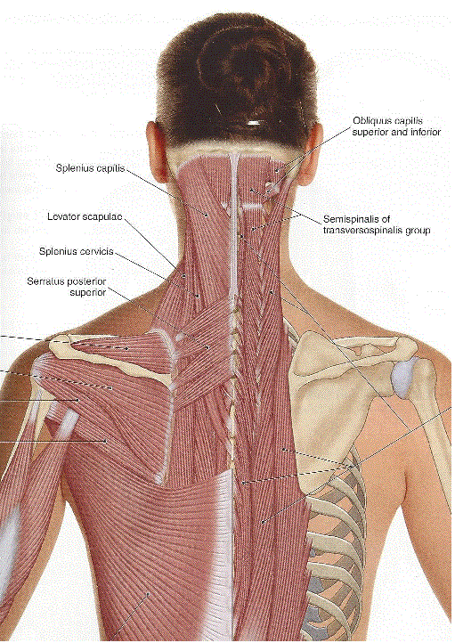 http://h2tmuscleclinic.com/wp-content/uploads/2015/01/2nd-layer-upper-back.gif
