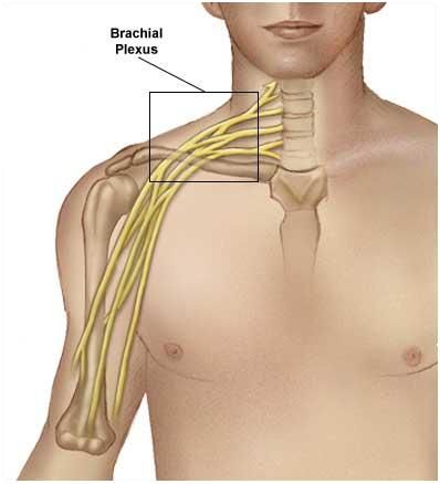 brachial-nerve-plexus