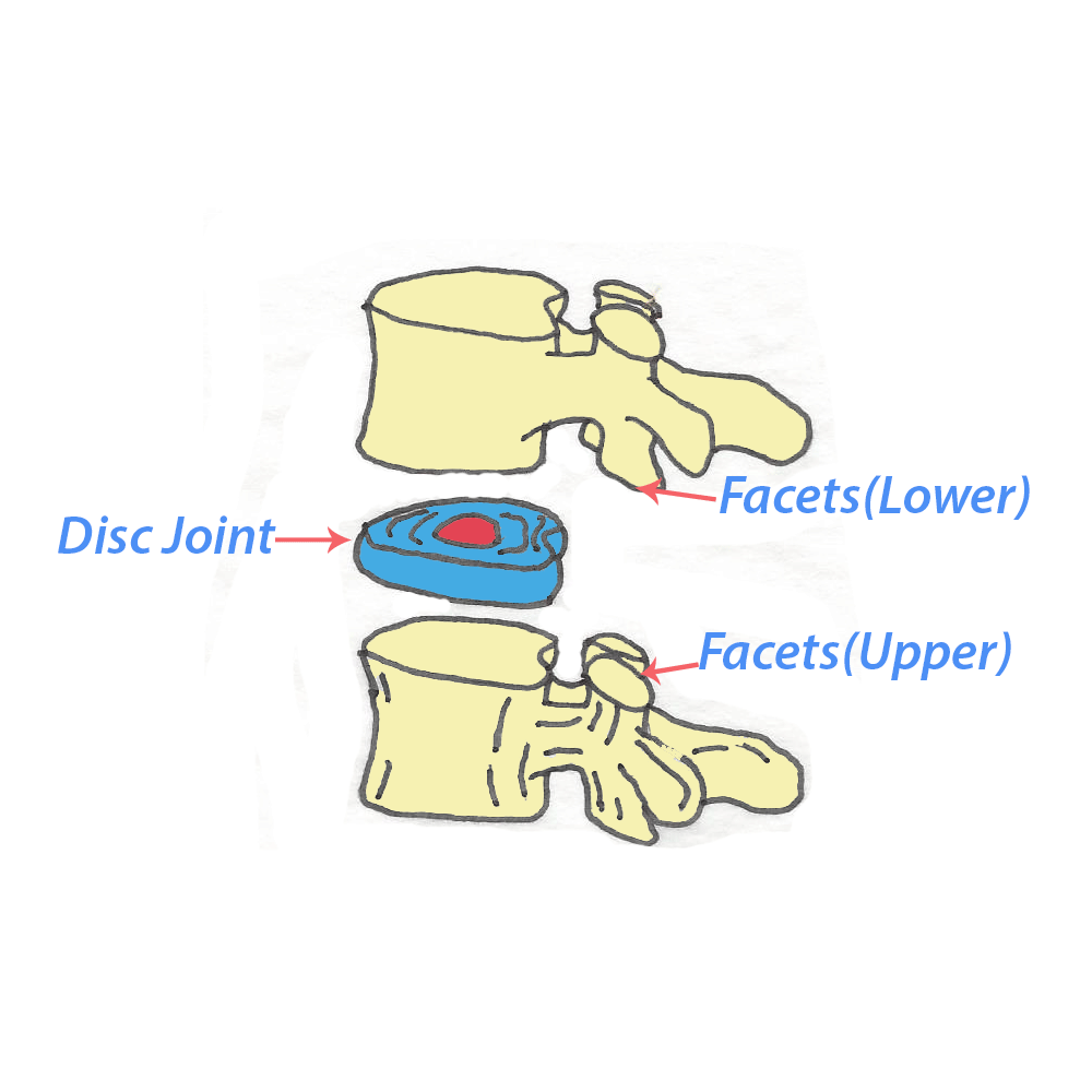 2-vertebrae