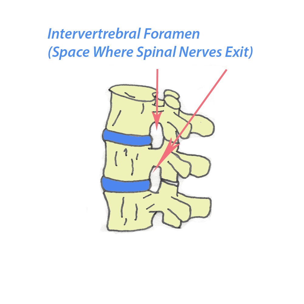 Intervertbral-Foramen