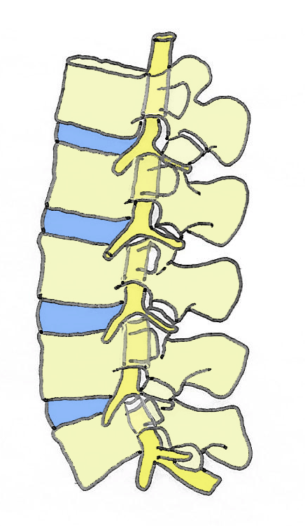 Spinal-nerves