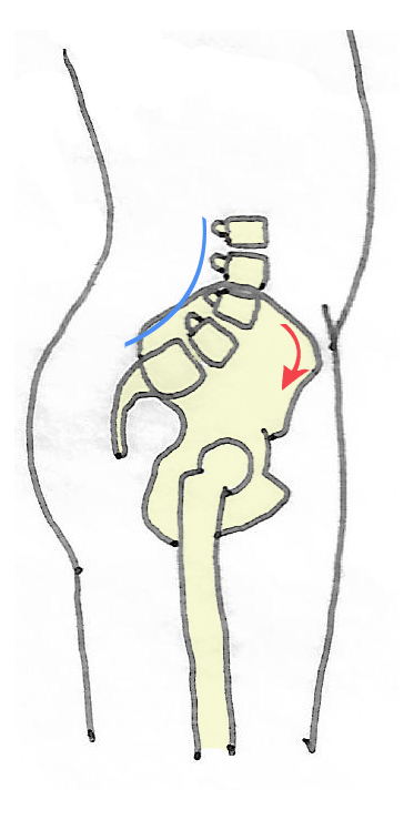 ant-rotation-pelvis