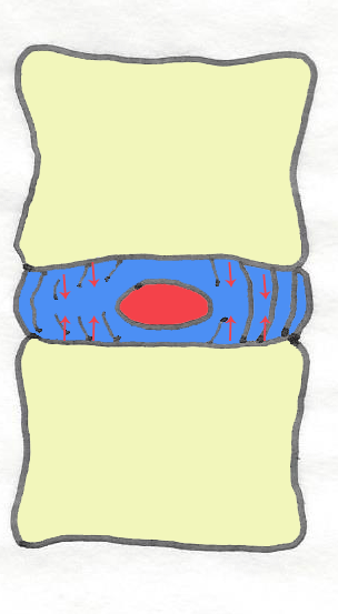 cushion-vertebrae