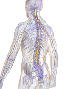 spinal cord